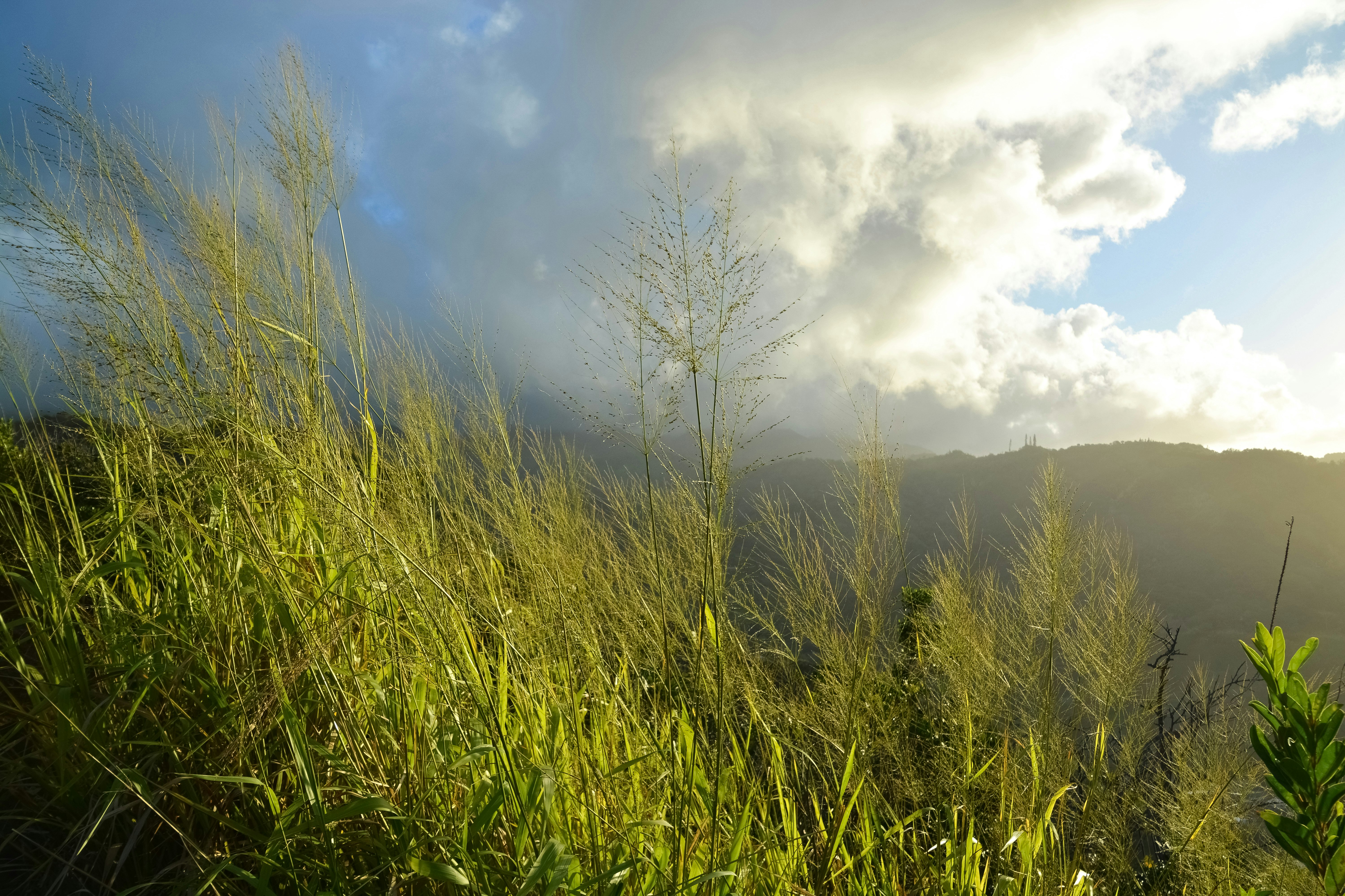 green grass field under cloudy sky during daytime